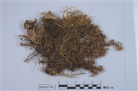 藏品(長根地卷)的圖片